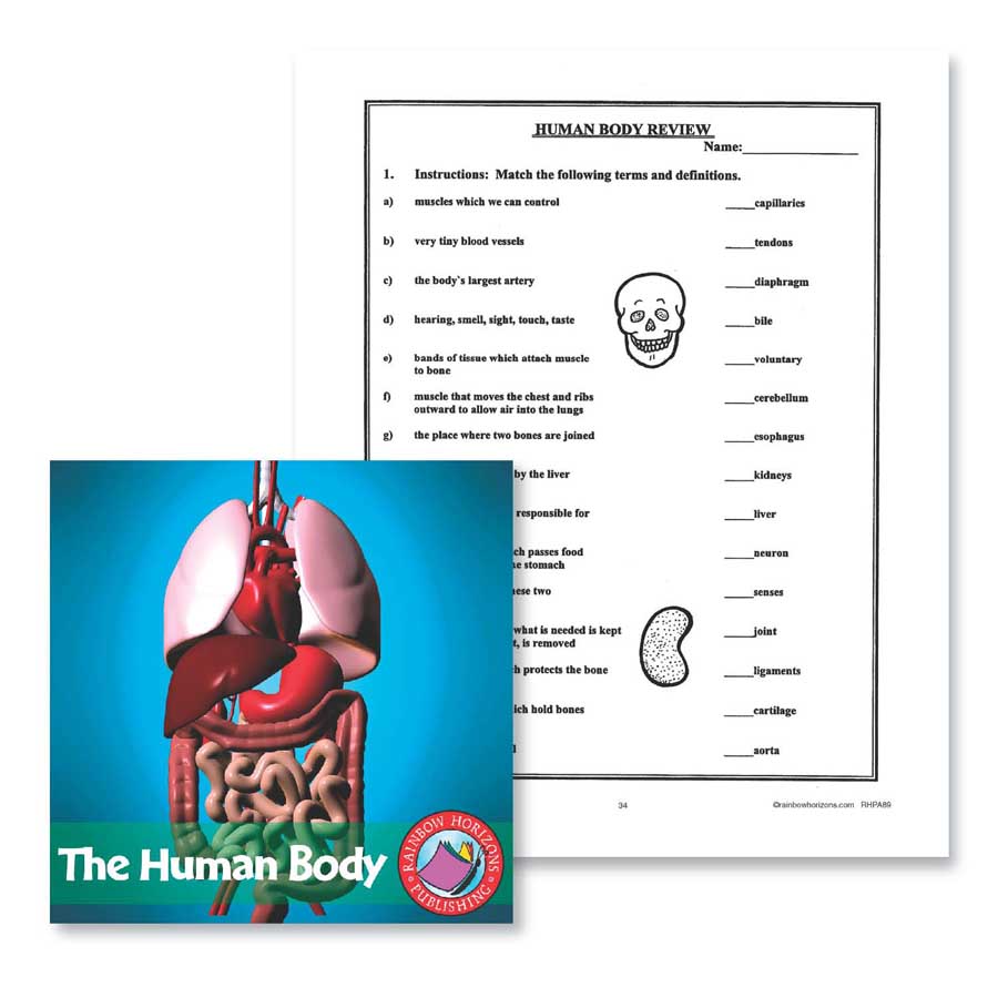 The Human Body: Review Gr. 4-6 - WORKSHEET - eBook