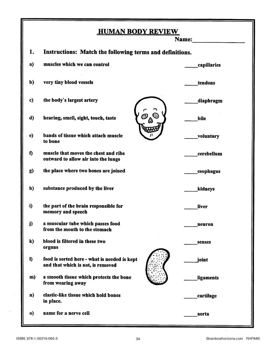 The Human Body: Review - WORKSHEET - Grades 4 to 6 - eBook - Worksheet